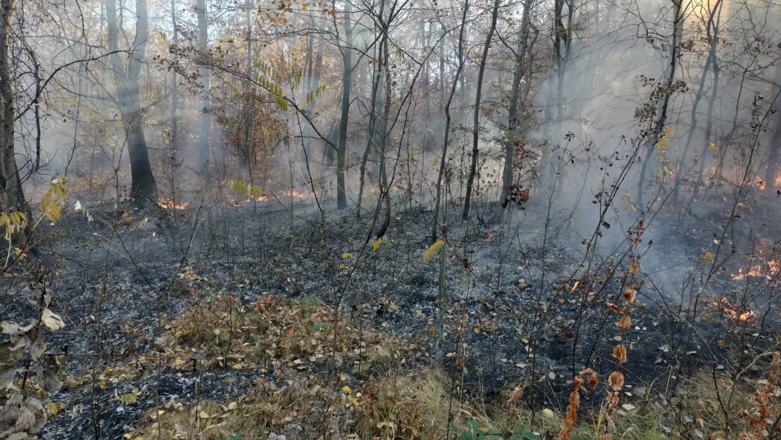 ALERTĂ, arde vegetație uscată și litieră pe o suprafață de cca. 15 ha