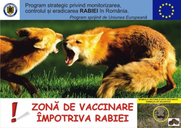 Este în desfășurare vaccinarea antirabică în mediul silvic