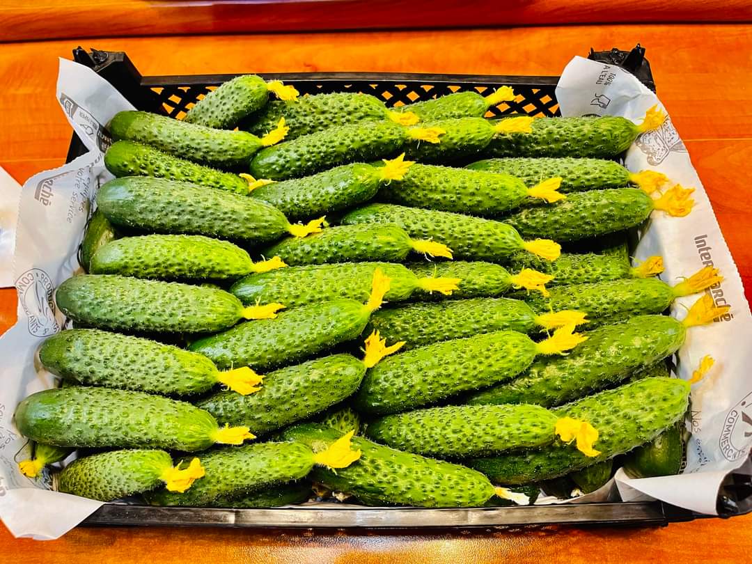 Astfel, de săptămâna viitoare vor începe livrările către lanțurile de supermarketuri și alți parteneri. În prezent sunt disponibile cantități de roșii din programul Tomata