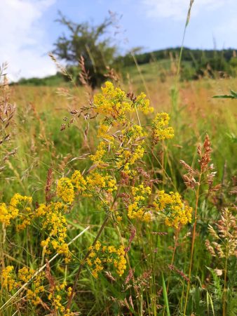 Sânzienele sau Drăgaica, sărbătorite pe 24 iunie