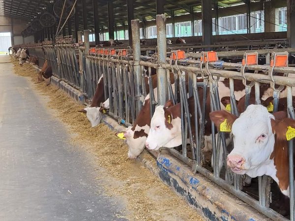 Sprijin financiar în valoare de peste 1,34 milioane lei pentru crescătorii de animale