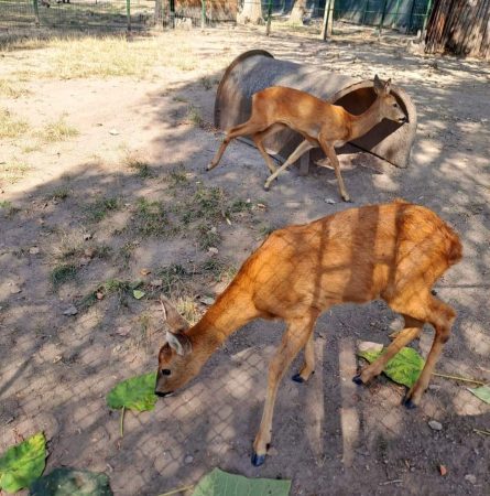 Astăzi, 4 octombrie, intrarea  este gratuită la Zoo Târgoviște cu ocazia Zilei Mondiale a Animalelor