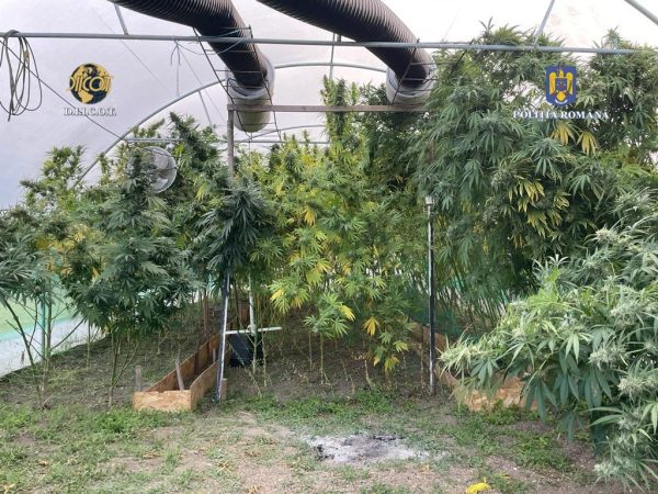 Într-o seră din județul Dâmbovița, polițiștii au depistat o cultură de cannabis