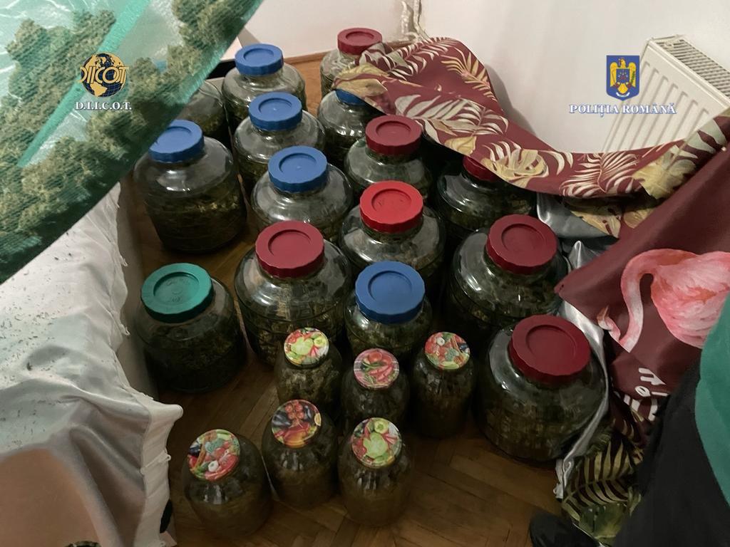 Într-o seră din județul Dâmbovița, polițiștii au depistat o cultură de cannabis, la data de 8 octombrie 2023, polițiștii Serviciului de Combatere a Criminalității