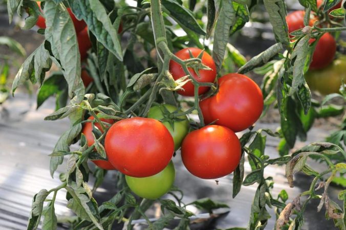 Banii pentru Programul Tomata au intrat în contul Direcției pentru Agricultură Dâmbovița, astăzi ,  beneficiarii vor primi subvenția în conturi