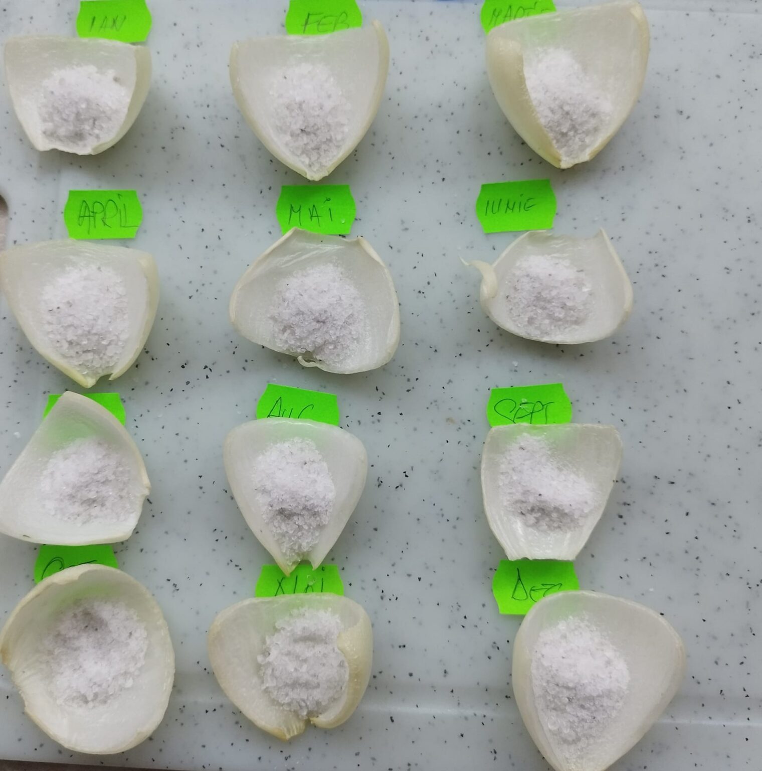 Calendarul foilor de ceapă 2024, o tradiție practicată în ajun de Anul Nou Calendarul cu foi de ceapă este păstrat de sute de ani ca o tradiție printre gospodari, practicat  în ajun de Anul Nou pentru a afla cât de ploioase ori secetoase vor fi lunile care urmează.