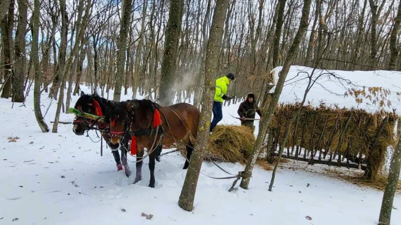 Regia Națională a Pădurilor - Romsilva gestionează 242 de fonduri cinegetice, inclusiv în  județul Dâmbovița, și anual asigură faunei