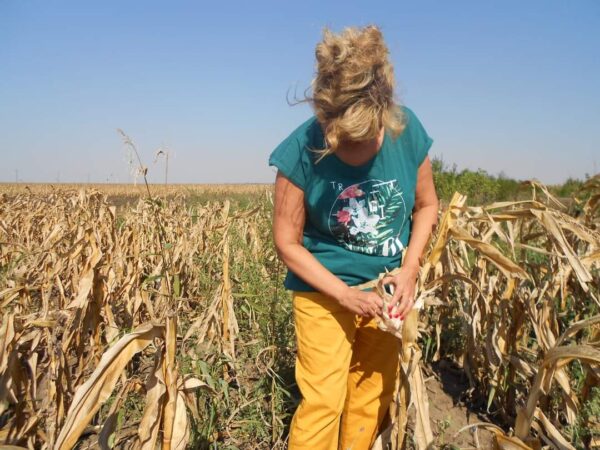 Noi măsuri de sprijin cu caracter temporar destinate producătorilor agricoli în scopul gestionării efectelor fenomenului de secetă pedologică din anul 2023, au fost  aprobate de Guvern 
