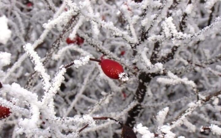  După Bobotează, vine gerul,  temperaturile vor coborî cu mult sub cele normale pentru această perioadă.”Primăvara” din mijlocul iernii se va încheia brusc.