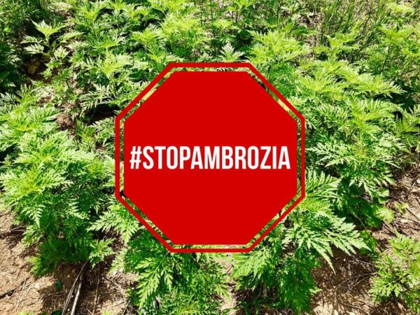 Noi măsuri privind combaterea ambroziei Ministerul Agriculturii a publicat în tranparență instituțională un proiect de act normativ ce vizează reglementarea mai multor aspecte în ceea ce privește combaterea ambroziei.