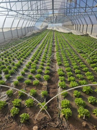 Direcția Agricolă Dâmbovița: Fermierii pot beneficia de ajutor financiar pentru susţinerea producţiei de legume cultivate în spaţii protejate Ministetul Agriculturii a pus în transparență decizională un proiect prin care sunt prevăzute resursele financiare necesare