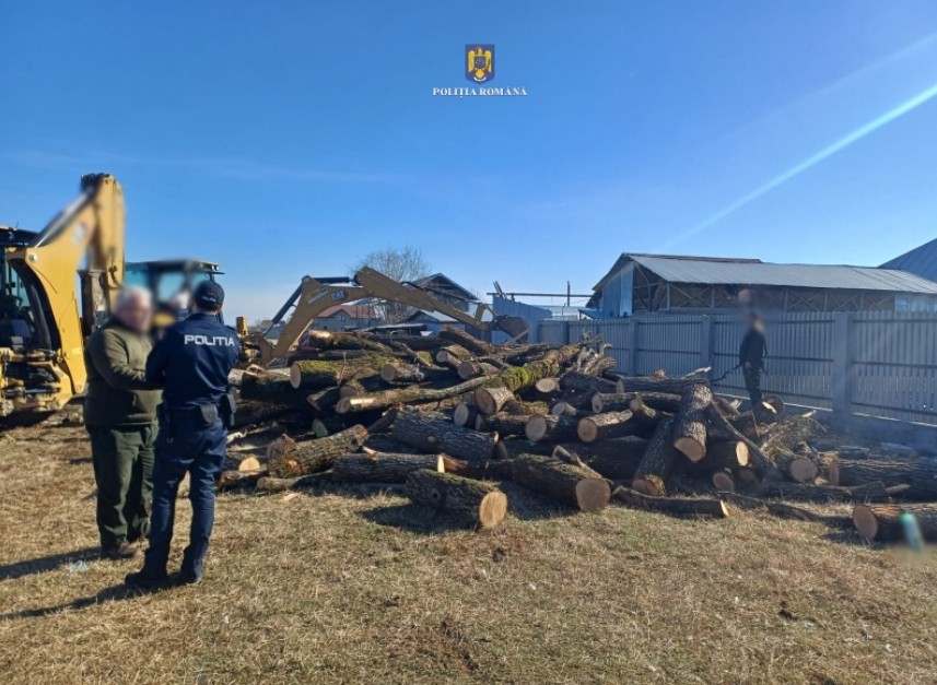 Dosar penal pentru tăierea fără drept de arbori din fondul forestier național și furt de arbor.Polițiștii din cadrul Secției nr. 4 Poliție Rurală Dragomirești