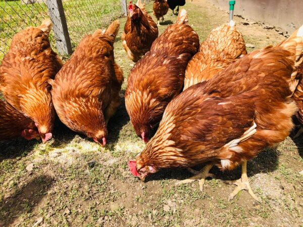 Până la data de 24 martie 2024 inclusiv, se depun cereri de plată pentru intervenția DR-06 - Bunăstarea animalelor: