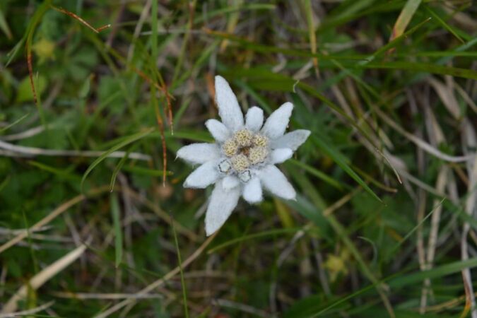 Floarea de colț este o plantă deosebit de rară. Din acest motiv ea a fost declarată monument al naturii și este ocrotită prin lege încă din 1931.