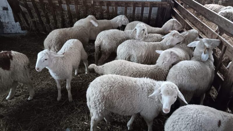 APIA efectuează plata ajutorului de stat în sectorul creșterii animalelor (ameliorare rase), solicitat prin cererile de plată aferente