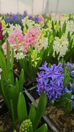 Ziua de 7 martie e sărbătorită ca Ziua Mondială a Zambilei. Există o poveste interesantă în spatele acestor  flori. În mitologia greacă