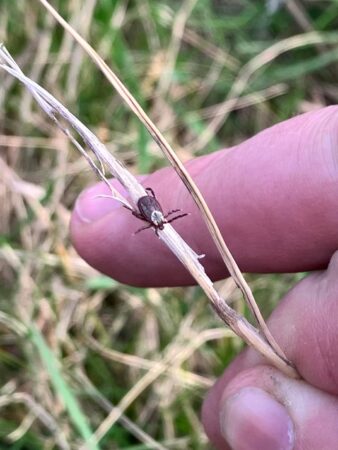 Din cauza schimbărilor climatice, căpușele au apărut mai devreme. După doar câteva zile cu temperaturi ridicate, suntem deja