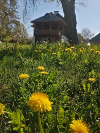 Povestea Păpădiei. O legendă străveche ne spune povestea frumoaselor flori de păpădie. Se spune că atunci când a făcut lumea, Creatorul universului a trimis un înger pe pământ cu o misiune extrem de importanță