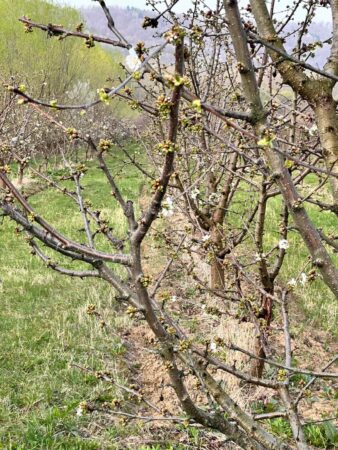 Până pe 30 aprilie 2024, pot fi depuse cereri de finanțare pentru accesarea fondurilor europene pentru sectorul pomicol