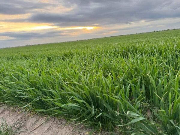 În județul Dâmbovița, cultura grâului de toamnă este în pericol, din cauza lipsei de precipitații Potrivit specialiștilor, la data de 17 aprilie 2024, în cultura grâului de toamnă, conținutul de apă pe profilul de sol 0-100