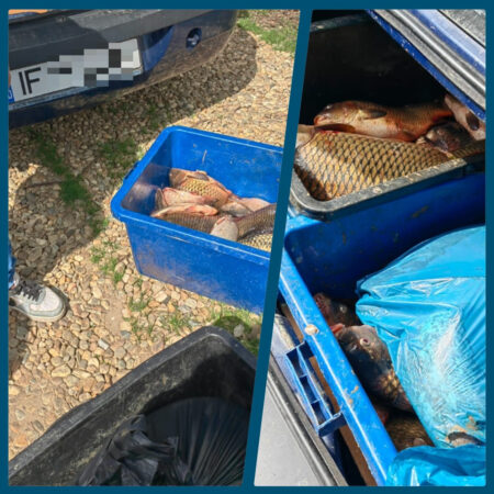 Jandarmii din cadrul Inspectoratului de Jandarmi Județean Dâmbovița au depistat o persoană care oferea spre vânzare pește din portbagajul autoturismului, pe o stradă din localitatea Braniștea.