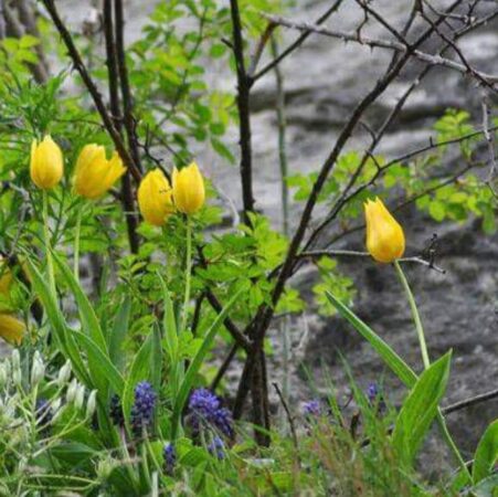 În fiecare an, primăvara aduce în Clisura Dunării, înflorirea lalelei galbene de cazane. Floarea unică în lume a prins rădăcini pe abrupturile