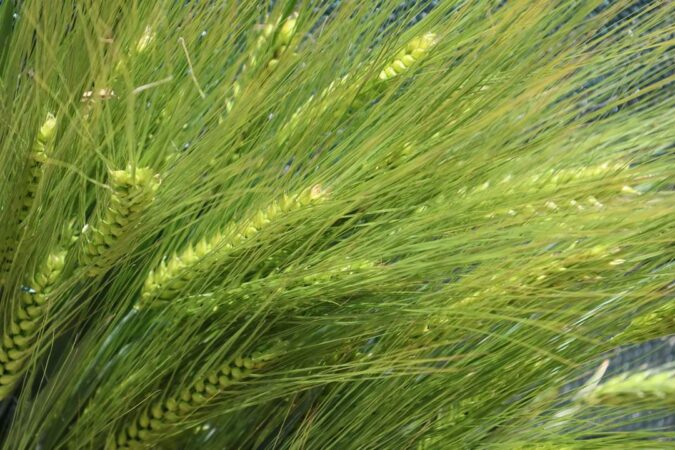  Agenția de Plăți şi Intervenție pentru Agricultură (APIA) informează că a efectuat plata aferentă ajutorului de stat acordat producătorilor