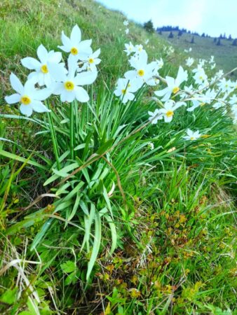  Ziua Europeană a Parcurilor a fost instituită în urmă cu 24 de ani la inițiativa Federației Europene a Parcurilor ”EUROPARC”