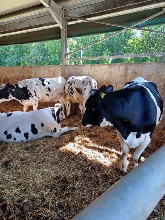 Sprijin financiar în valoare de 2,66 milioane lei pentru crescătorii de animale Agenția de Plăți şi Intervenție pentru Agricultură (APIA), prin intermediul Centrelor Județene, efectuează plata ajutorului