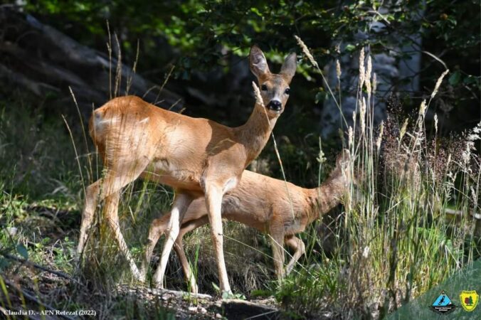 Biodiversitatea reprezintă întreaga varietate a vieții pe Pământ, de la cele mai mici microorganisme, până la cele mai