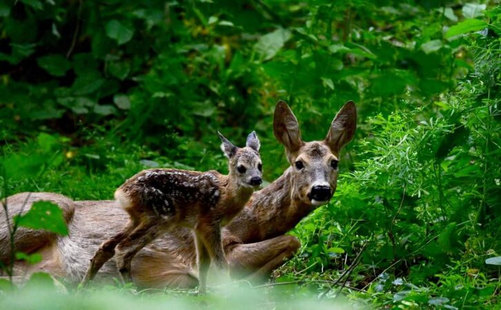Apel public, făcut de Ocolul Silvic Sturzeni către  iubitorii de enduro care ar trebuie să  evite zonele împădurite , au loc fătările la cervide iar animalele au nevoie de liniște.