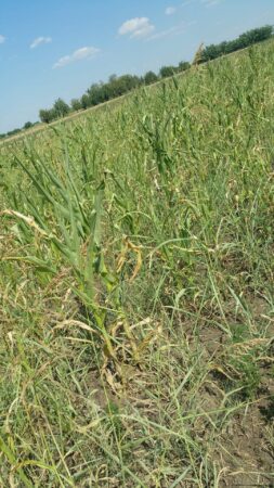 Situația este alarmantă, deoarece seceta și canicula au dus la pierderi semnificative în agricultură. 