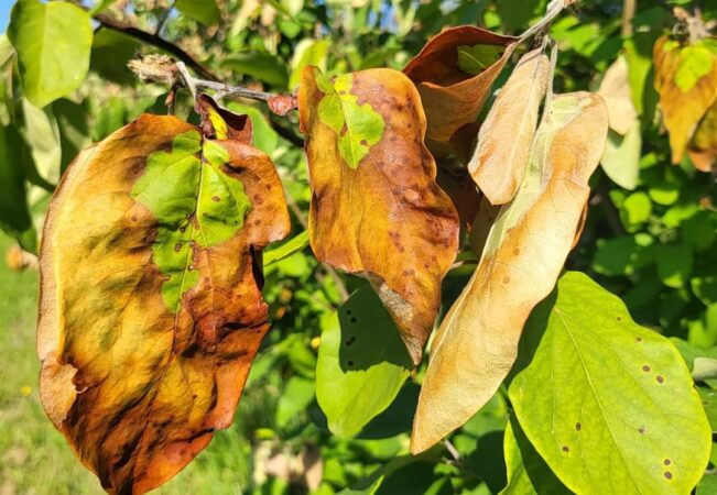 Focul Bacterian în livezile din Cândești Fermierii de pe Valea Dâmboviței, sunt în alertă, deja, autorităților din comuna dâmbovițeană Cândești, au solicitat sprijinul instituțiile județene pentru a evalua gradul de extindere a bacteriei Focul Bacterian în livezile din zonă. Echipele Direcției pentru Agricultură Județeană Dâmbovița și Autorității Naționale Fitosanitare - Oficiul Fitosanitar Județean Dâmbovița au răspuns prompt acestei solicitări și au efectuat o inspecție detaliată. Scopul acestei acțiuni este de a identifica amploarea infecției cu Focul Bacterian și de a elabora recomandările necesare pentru tratamentul eficient al acestei probleme fitosanitare. Autoritatea Națională Fitosanitară - Oficiul Fitosanitar Județean Dâmbovița urmează să prezinte, în cel mai scurt timp posibil, o serie de recomandări specifice privind tratamentul necesar pentru combaterea acestei bacterii. Aceste măsuri sunt esențiale pentru protejarea culturilor și asigurarea unor recolte de calitate în comuna Cândești. Este important să se asigure sănătatea și productivitatea livezilor, având în vedere impactul semnificativ pe care agricultura îl are asupra economiei locale. Prin urmare, autoritățile locale și regionale depun eforturi susținute pentru protejarea culturilor și menținerea unui mediu agricol sănătos.
