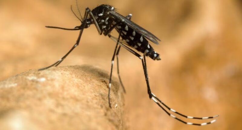 ALERTĂ în toată țara: Țânțarul-tigru și febra dengue Țânțarul-tigru a ajuns și în România din cauza schimbărilor climatice, anunță specialiștii. Acesta poate fi recunoscut pe baza caracteristicilor sale fizice, cum ar fi dungile albe și negre.