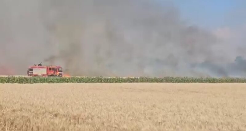 PRĂPĂD, ARD LANURILE CU GRÂU  din zona de sud a județului Dâmbovița 