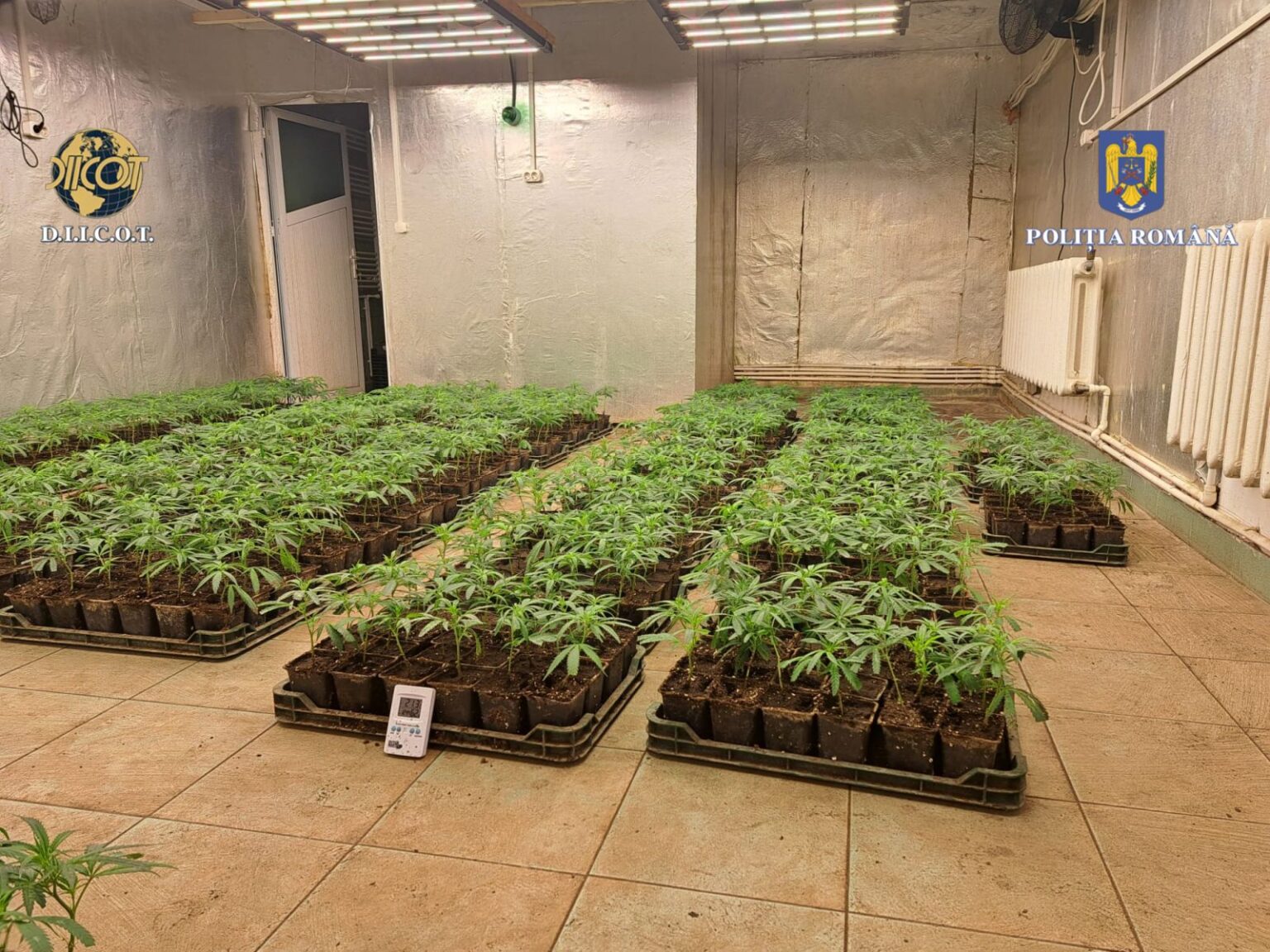 Percheziții în forță la traficanții de droguri din Dâmbovița: Grupul infracțional „Iarbă Dulce”, destructurat Polițiștii Serviciului de Combatere a Criminalității Organizate Dâmbovița, împreună cu procurorii Direcției de Investigare a Infracțiunilor de Criminalitate