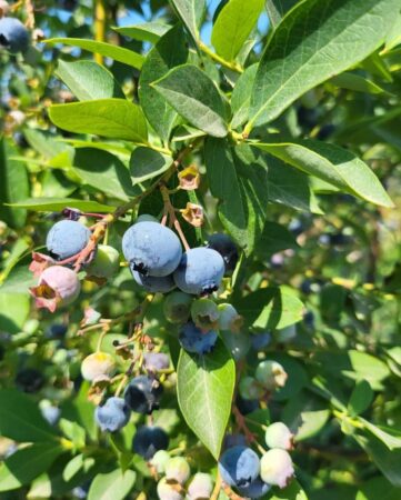 Cea mai mare plantație de afini bio din România, este  în satul Mija, comuna I.L. Caragiale, din județul Dâmbovița. Ambasadorul pentru Agricultură Ecologică