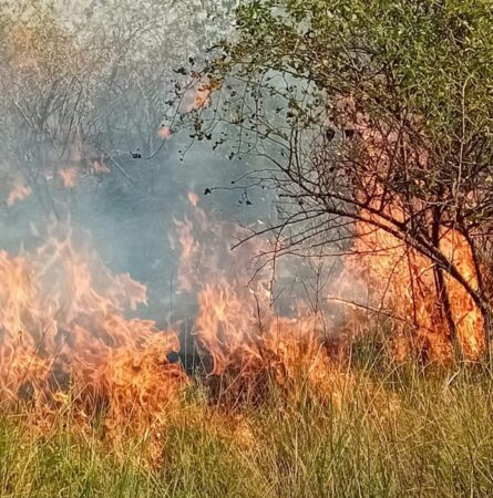 Incendiu de vegetație uscată stins după trei ore de luptă cu flăcările Incendiu de vegetație uscată stins după trei ore de intervenție , în comuna Cojasca, sat Iazu.