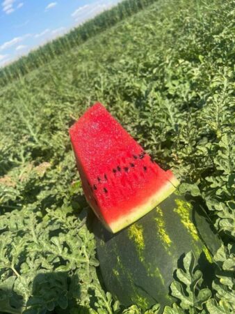 Pe 3 august sărbătorim Ziua Mondială a Pepenelui Sărbătorim ziua unui fruct gustos, delicios, de vară, de care se bucură toată lumea.