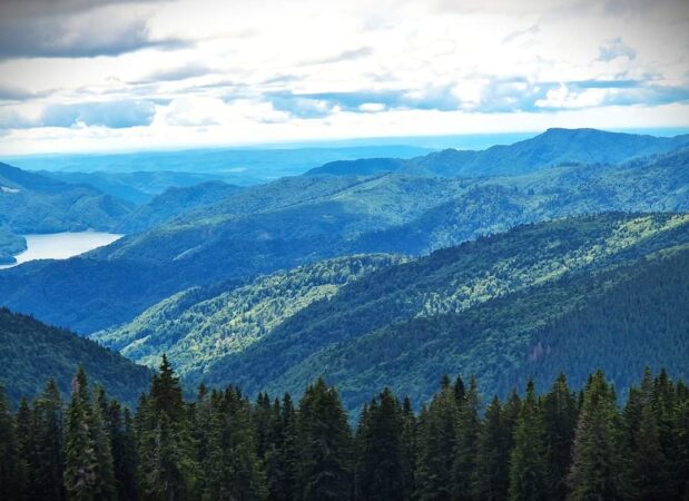 Aurul verde al țării noastre Astăzi, vă prezentăm pădurile frumoase și întinse administrate de către Ocolul Silvic Vidraru din cadrul Direcției Silvice Argeș.