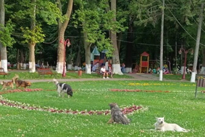 La un pas de o tragedie: Femeie atacată de o haită de câini pe o strada din Găești O femeie a fost atacată de mai mulți câini, în timp ce s-ar fi aflat în orașul Găești, fără a fi rănită de aceștia.