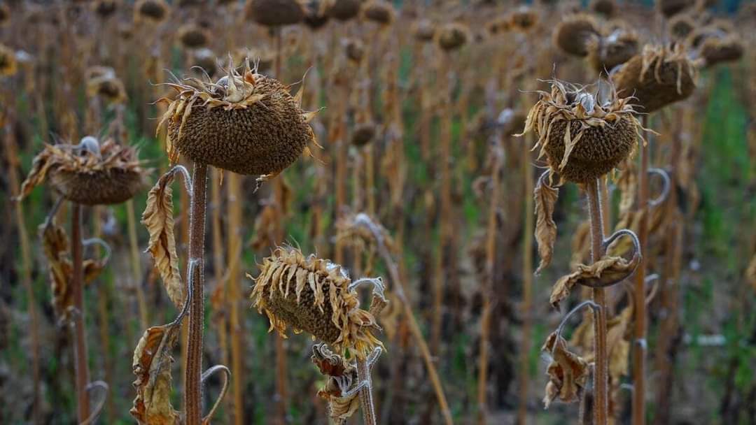 Premierul Marcel Ciolacu a anunțat că toți fermierii afectați de seceta severă vor primi despăgubiri pentru a-și acoperi pierderile suferite.