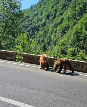 Parlamentul a fost convocat în Sesiune extraordinară pentru a rezolva problema legată de atacurile urșilor La solicitarea premierului Marcel Ciolacu, Parlamentul a fost convocat în Sesiune extraordinară, iar ședința va avea loc, luni, 15 iulie, de la ora 15:00.