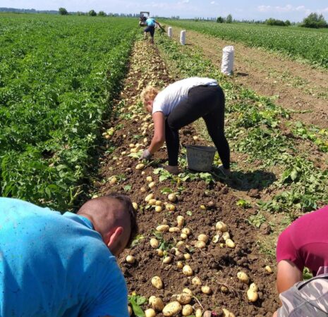 În atenția producătorilor de cartofi: Cartofii vânduți către alte state membre UE, trebuie să fie însoțiți de eticheta pașaport fitosanitar Producătorii de cartofi din România sunt avertizați să respecte cerințele fitosanitare pentru expedițiile către alte state membre ale Uniunii Europene.