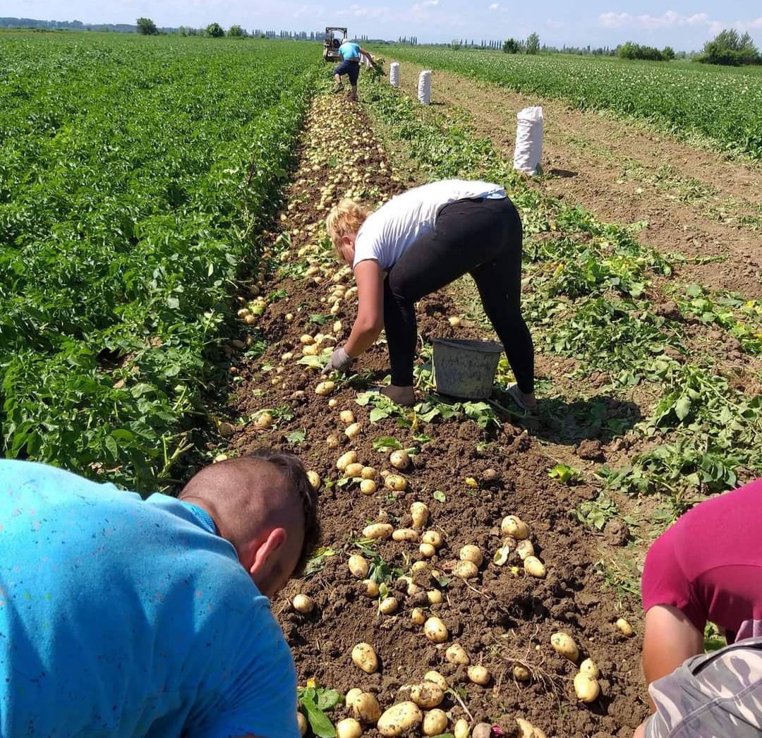 Producătorii de cartofi din România sunt avertizați să respecte cerințele fitosanitare pentru expedițiile către alte state membre ale Uniunii Europene.