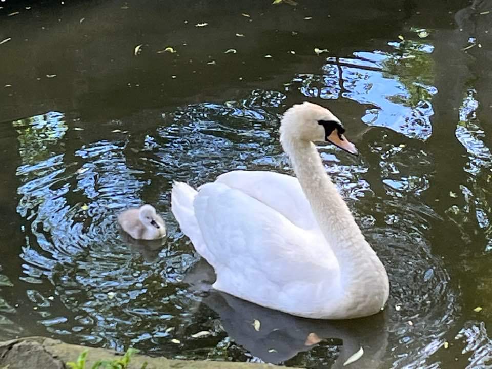 Municipiul Târgoviște se poate mândri cu o Grădină Zoo foarte frumoasă. Nu ratați o vizită la Zoo.