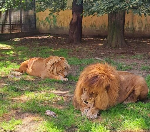 9 august, Ziua Internațională a Grădinilor Zoologice și a Parcurilor Municipiul Târgoviște se poate mândri cu o Grădină Zoo foarte frumoasă. Nu ratați o vizită la Zoo.