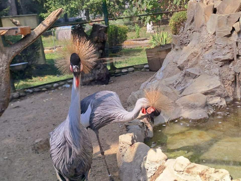 Municipiul Târgoviște se poate mândri cu o Grădină Zoo foarte frumoasă. Nu ratați o vizită la Zoo.