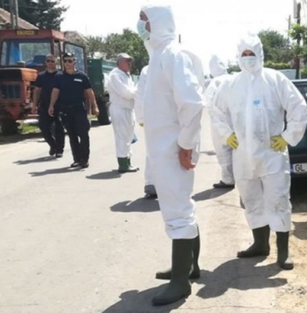 Laboratorul Sanitar Veterinar și pentru Siguranța Alimentelor Dâmbovița a confirmat, în data de 05.08.2024, prezența virusului Pestei Porcine