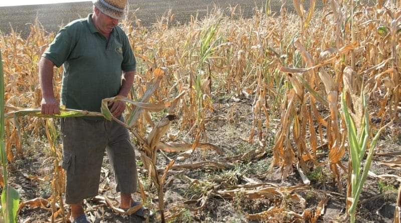 În urma unei decizii recente, fermierii au primit o veste bună în ceea ce privește depunerea cererilor pentru constatarea pagubelor produse de seceta pedologică.